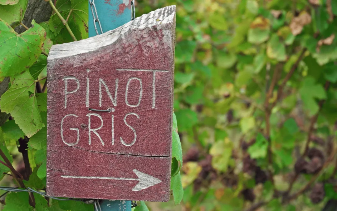 Pinot Grigio from Trentino for Danish Cuisine