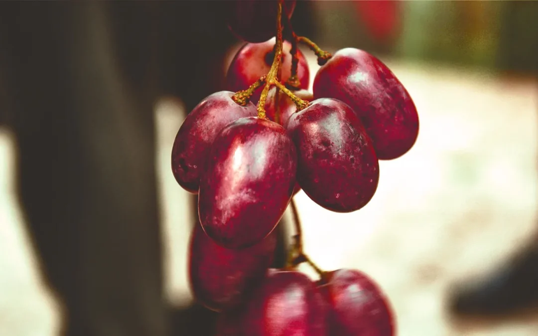 Vini Rossi Italiani: Gran Tour enologico in 22 tappe